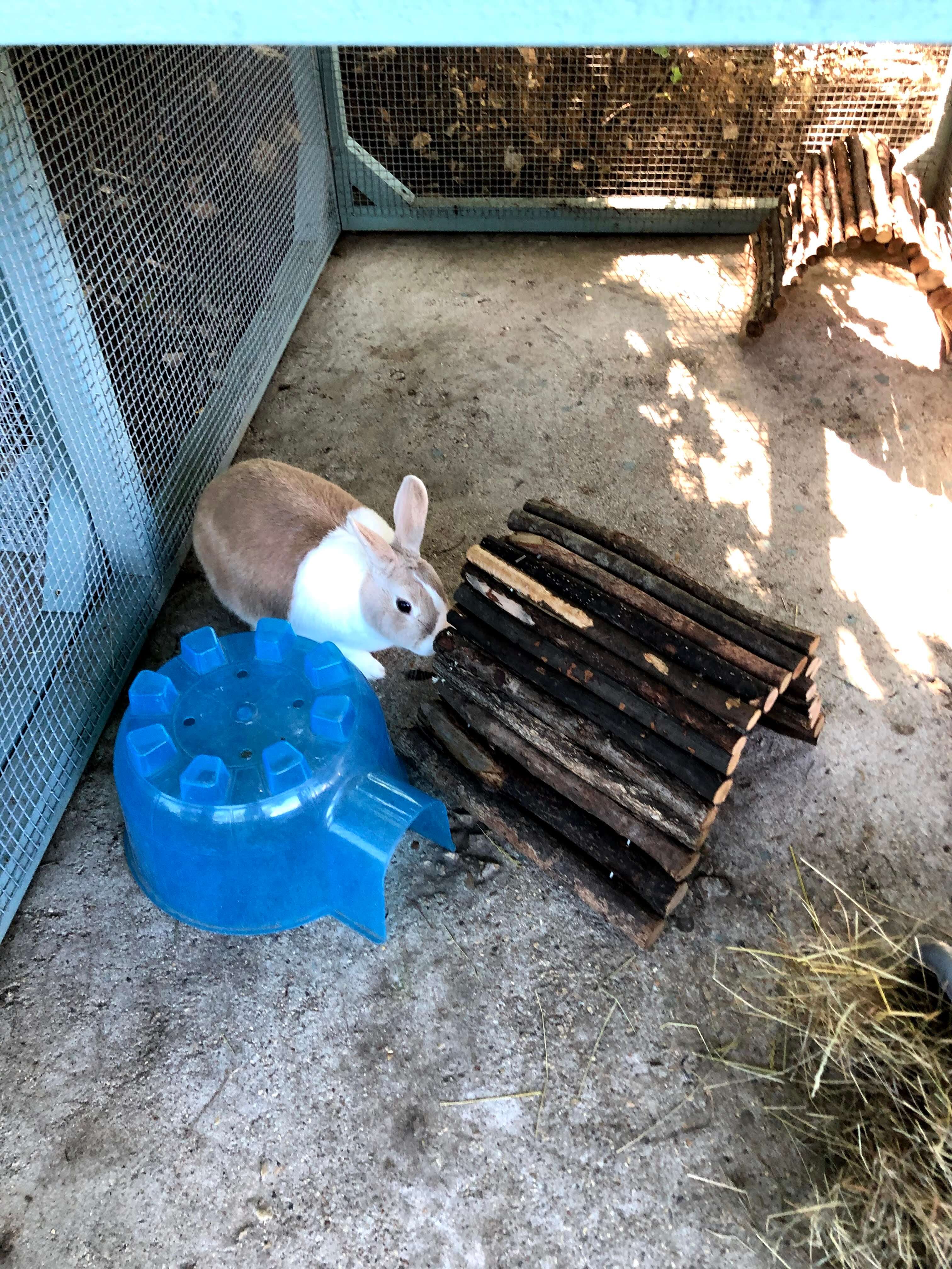 Boarding for hotsell rabbits near me